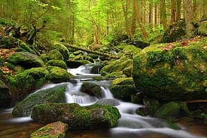 Šumava nedaleko Boubínského pralesa a přírodních parků v Penzionu Pod pralesem s polopenzí a dětským koutkem